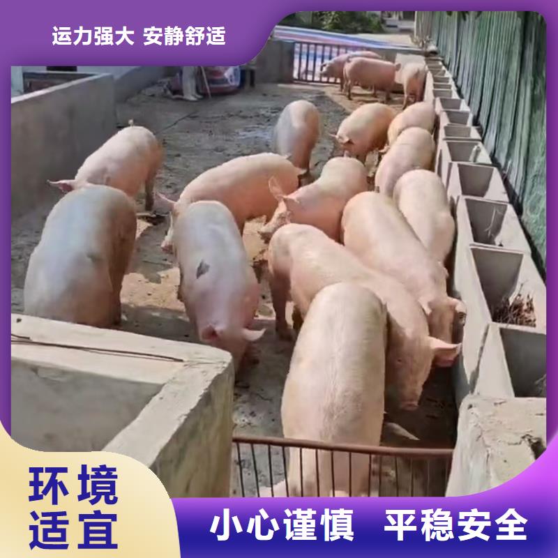 宿州到赤峰活禽物流安静舒适