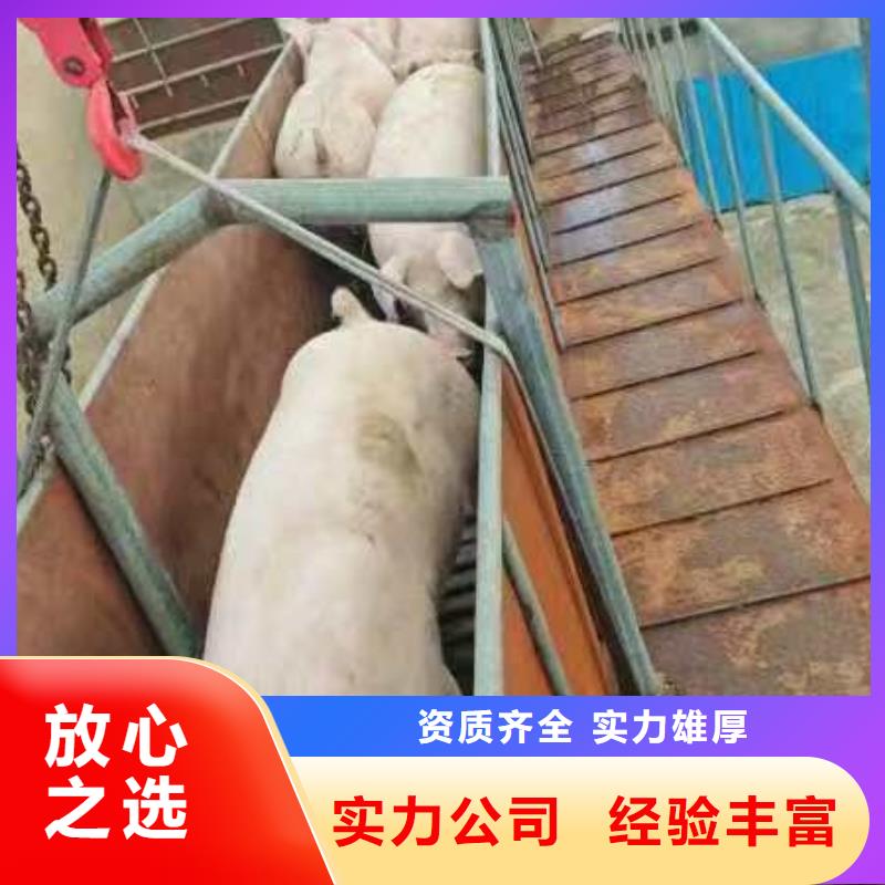 沭阳到深圳高栏车肥猪运输-恒温车口碑公司
