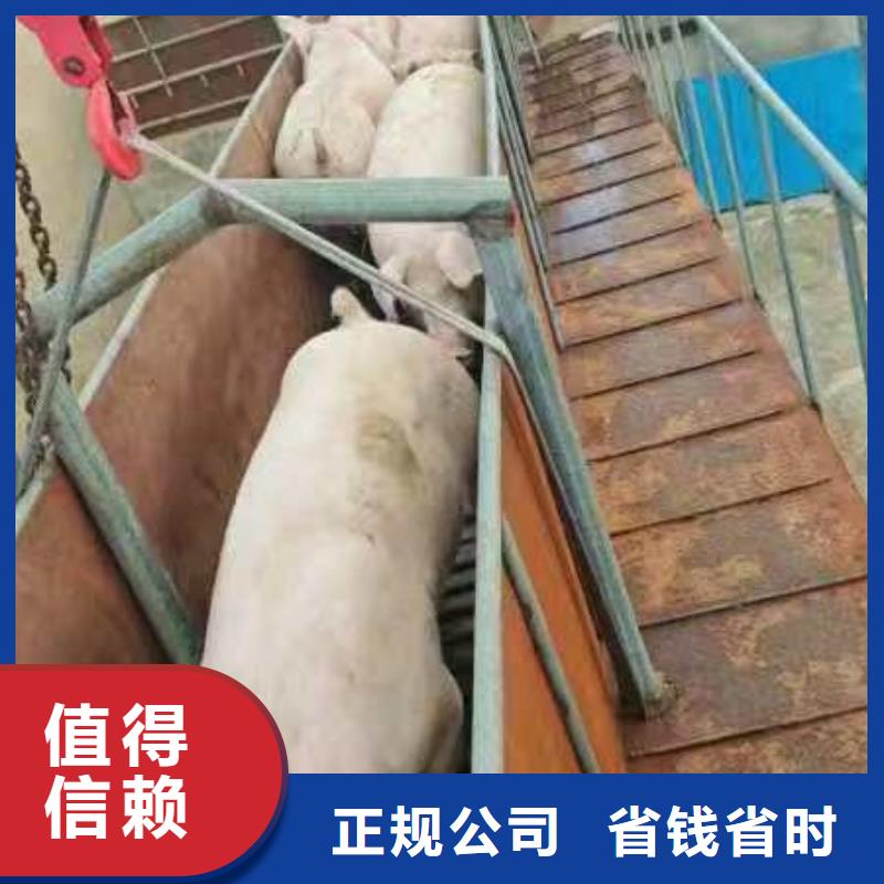 马鞍山到莱芜猪牛羊运输恒温车质量保证