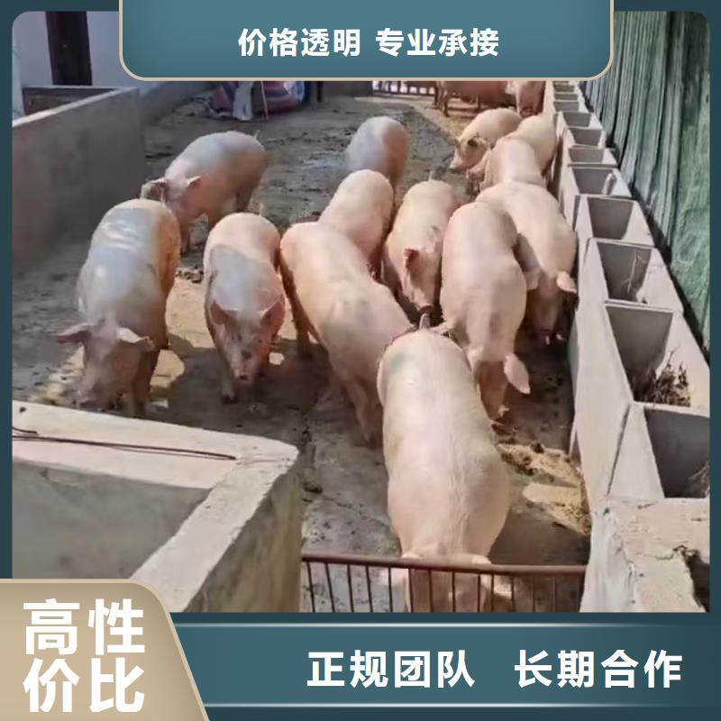​宿迁到黄山农牧运输