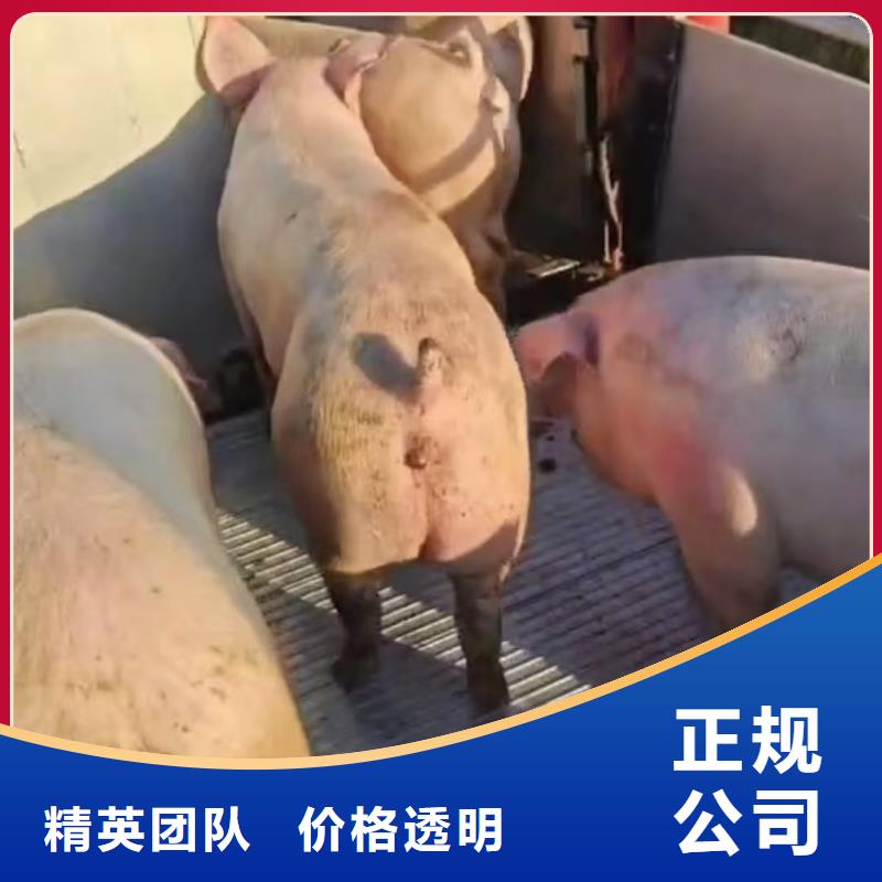 泰州到自贡生猪运输-空调车随叫随到
