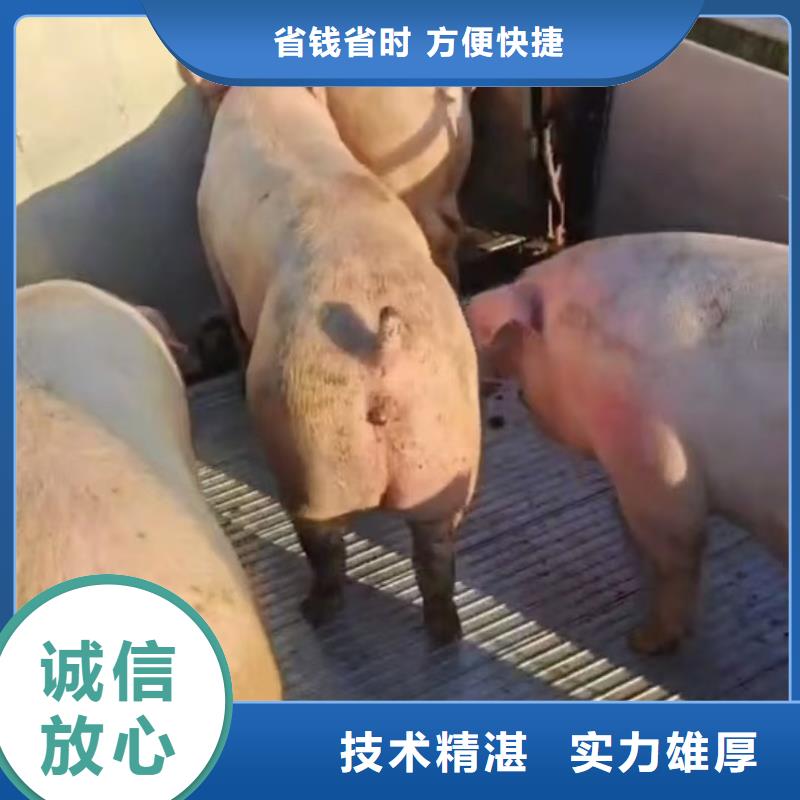 威海猪牛羊运输品质卓越解决方案恒温车运输