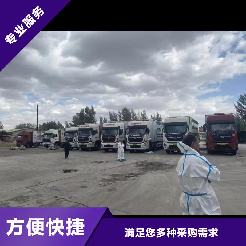 南通到乌海种猪运输-专用车正规公司
