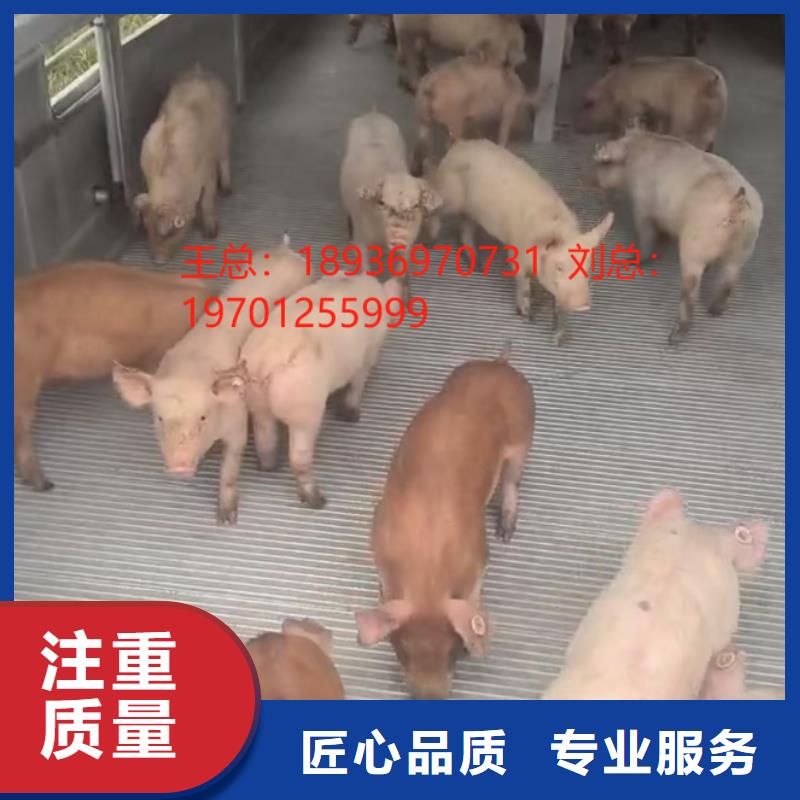 宿迁沭阳到散装料-恒温车信誉良好<本地>供应商