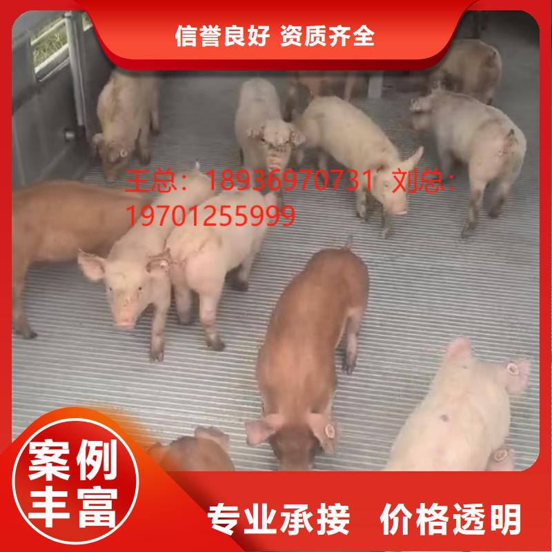 到生猪运输{当地}厂家