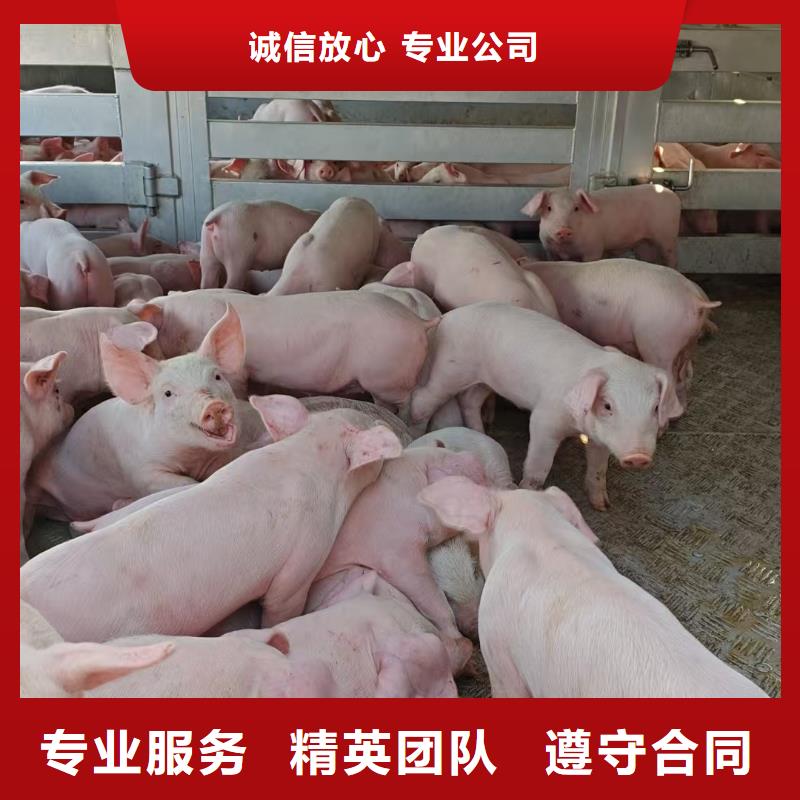 宿迁沭阳到怀化仔猪恒温车运输体系完善