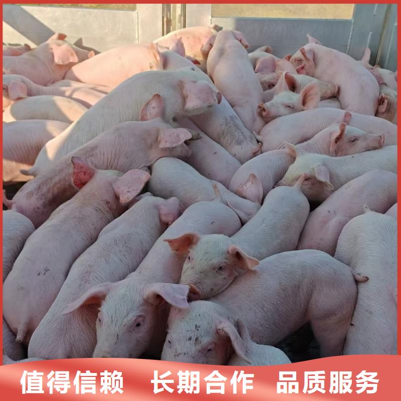 泗洪到威海畜禽物流-专用车精英团队