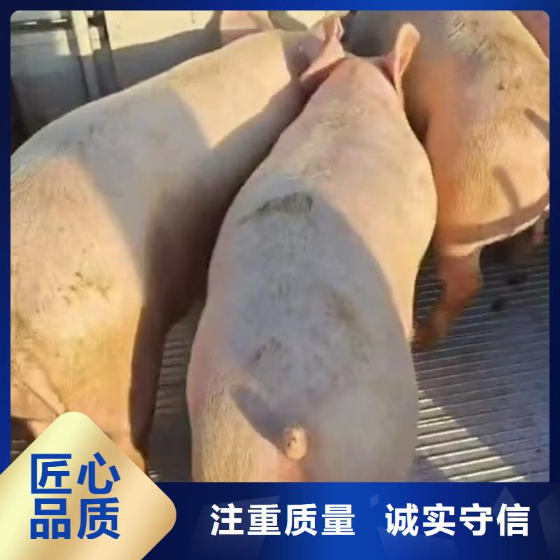 宿迁到衡水猪运输舒适自在
