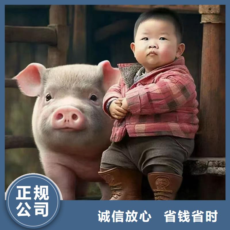 无锡到保定种猪恒温车运输快速