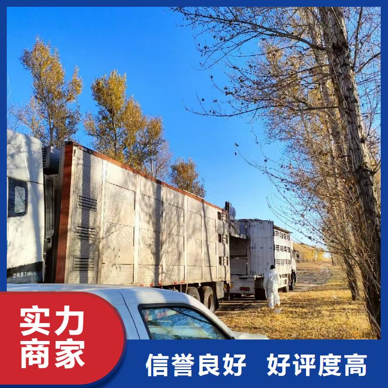 宿迁泗阳到怀化种猪空调车运输贴心服务