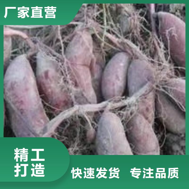 紫薯苗【南瓜丁厂家】诚信厂家优选原材