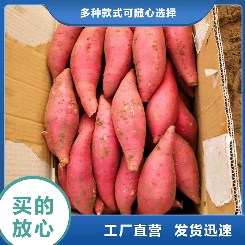 紫薯苗【羽衣甘蓝粉】源头工厂量大优惠专业生产品质保证