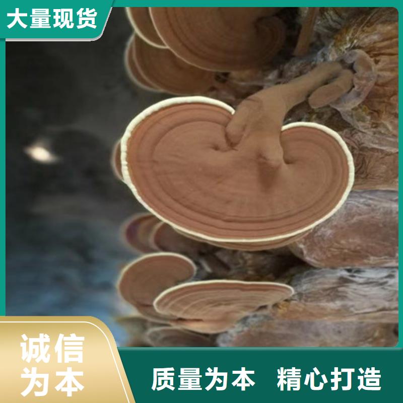 灵芝孢子粉灵芝盆景产品细节本地品牌