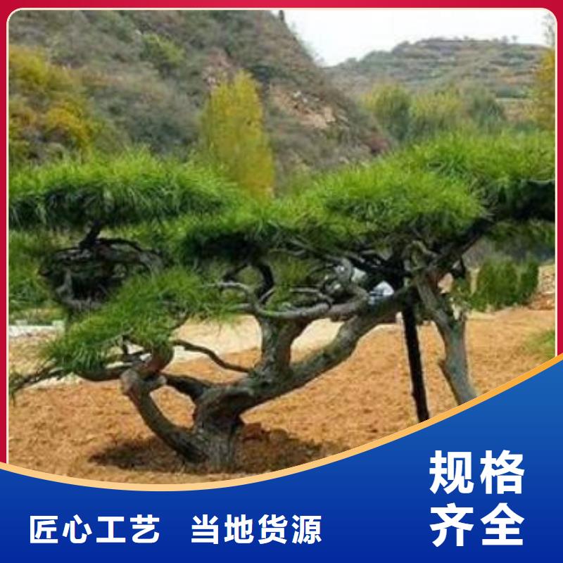 【造型松源头厂商】当地制造商