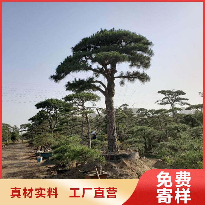 造型松造型池松无中间商厂家直销一站式供应