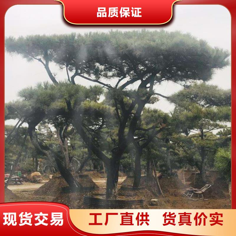 【造型松】油松工期短发货快优良材质