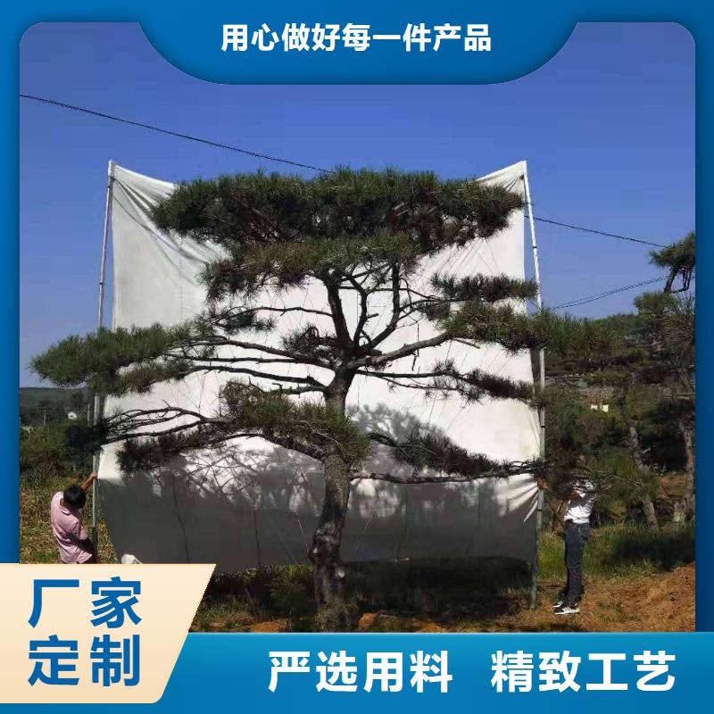 造型松奇石实体厂家质保一年