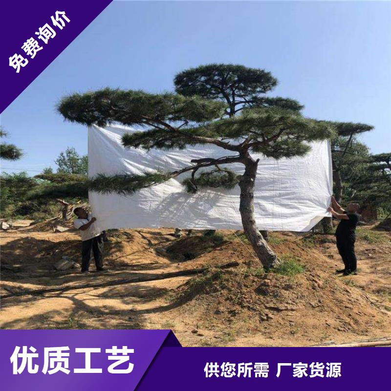 造型松造型池松实力公司现货充足