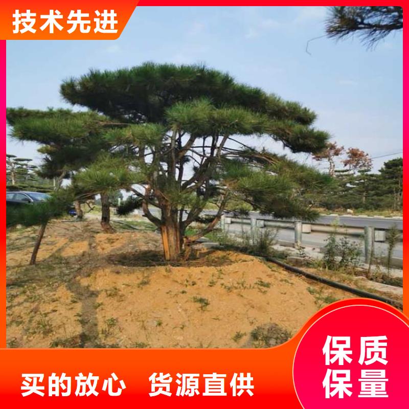  造型松质量为本当地制造商