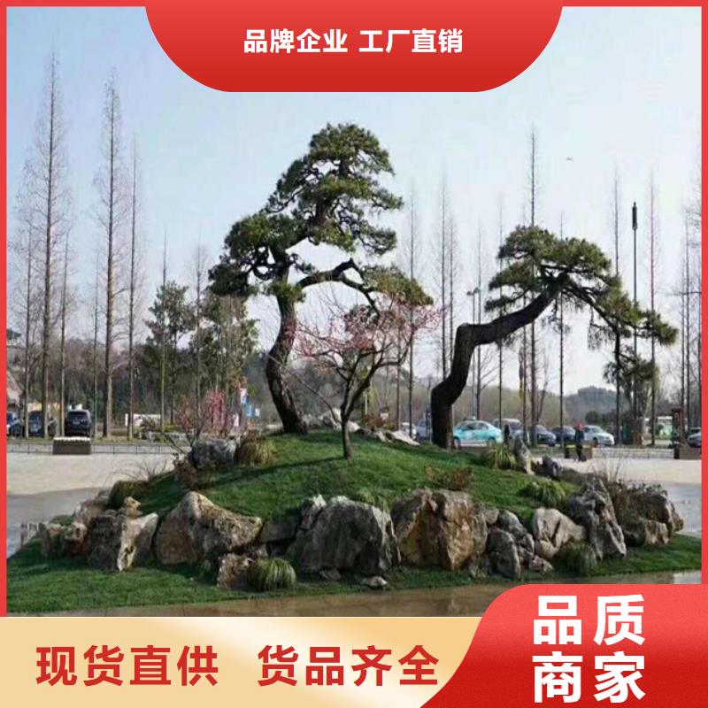 【造型松】,造型松价格品种全口碑好实力强