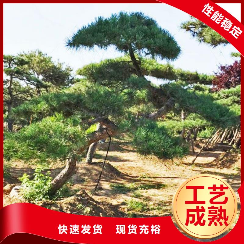 造型松造型松价格高品质诚信厂家多种工艺