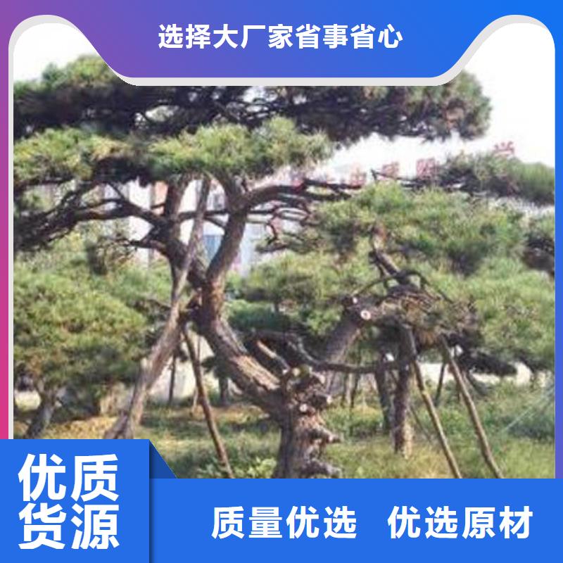 【造型松】造型油松质量看得见今日新品