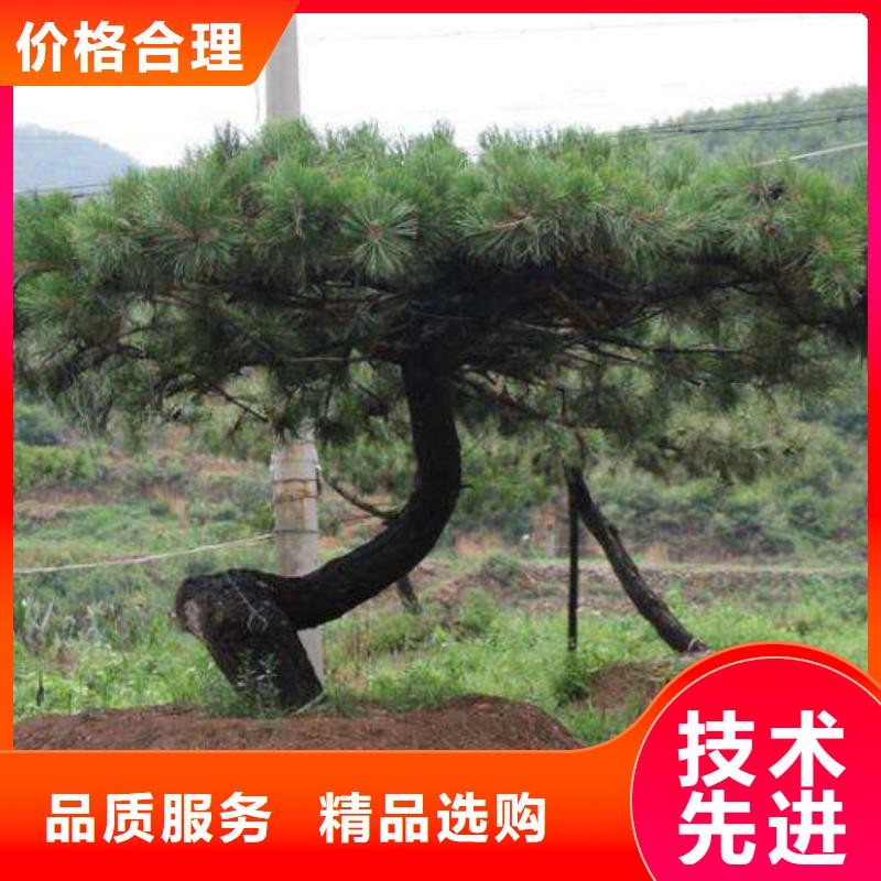 造型松造型黑松常年供应本地服务商