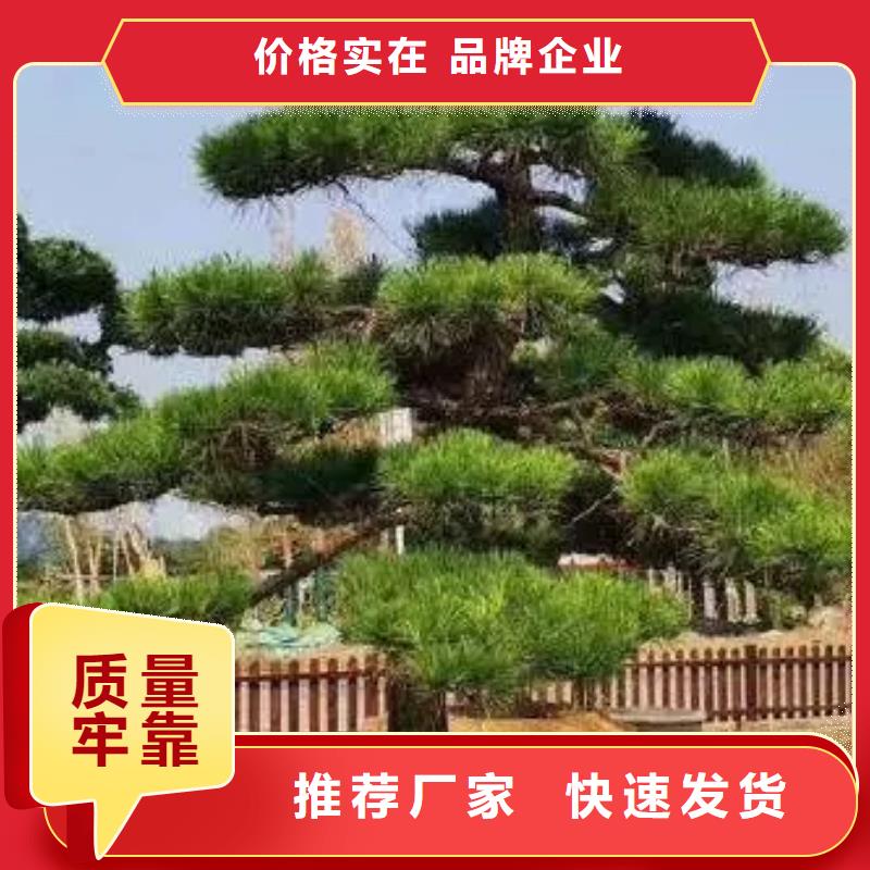 ​造型松 造型池松价格有优势同城厂家