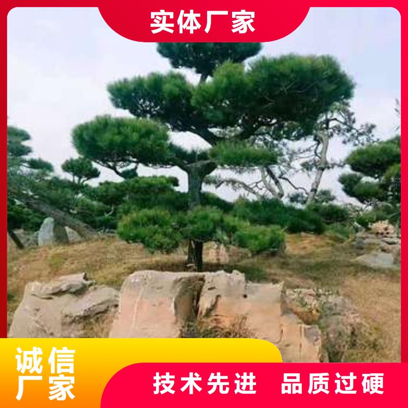 【造型松】造型松价格价格透明规格型号全