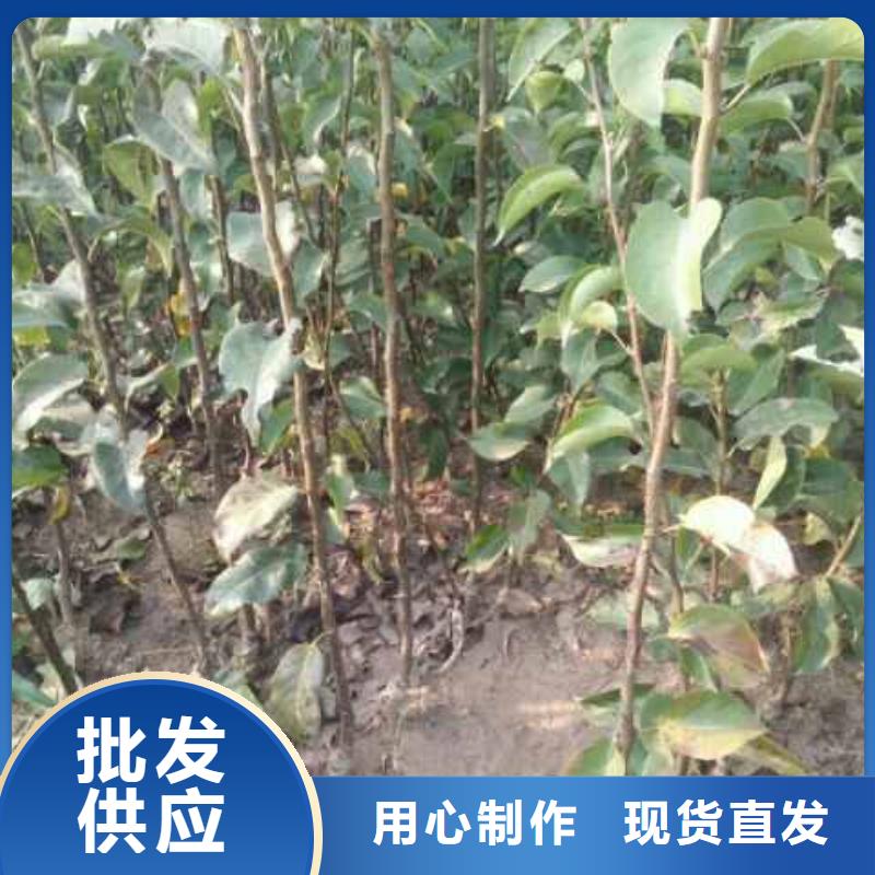 梨黄冠梨树苗选择大厂家省事省心本地生产厂家