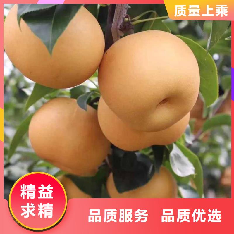 梨皇冠梨树苗可接急单工厂采购