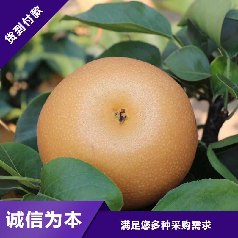 梨,黄冠梨树苗买的放心同城厂家