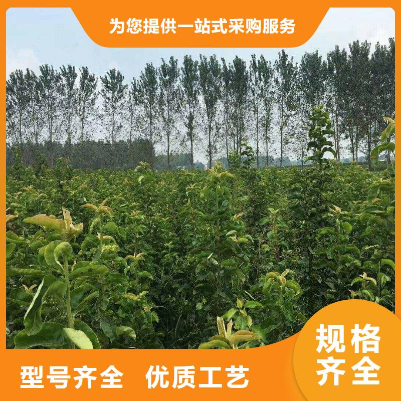 【梨】秋月梨树苗保障产品质量自有生产工厂