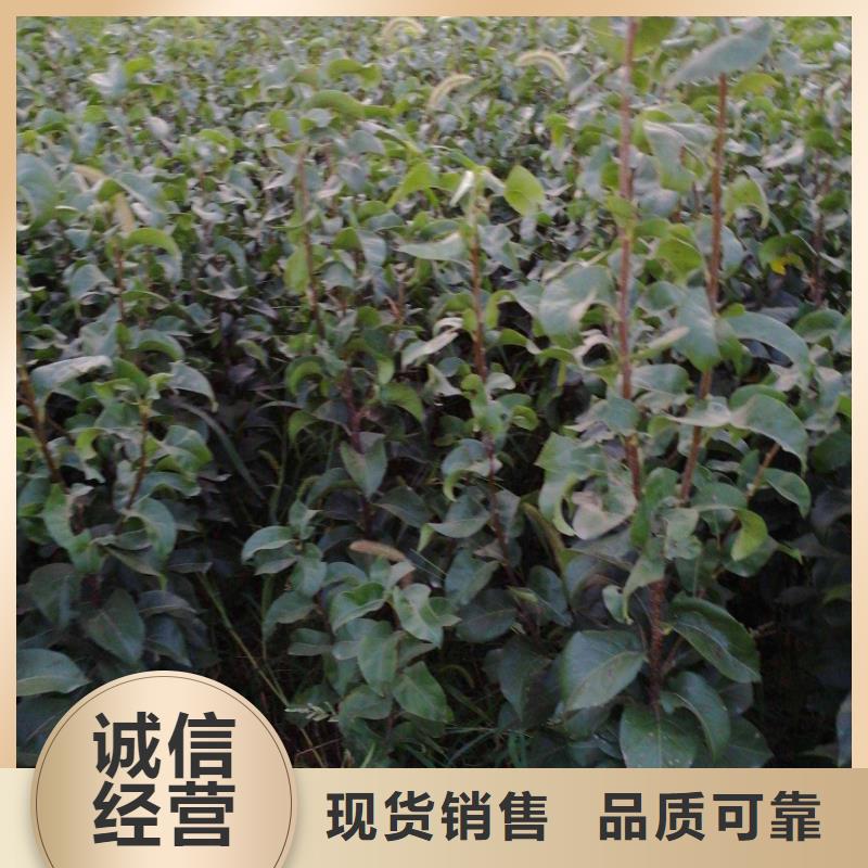 梨黄冠梨树苗以质量求生存高标准高品质