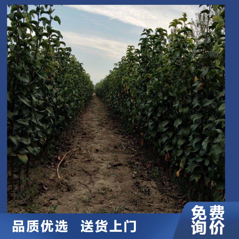【梨】杜梨苗专注细节专注品质敢与同行比服务