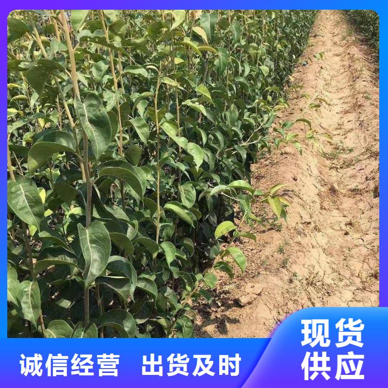 【梨】,梨树苗基地品质信得过的简单介绍
