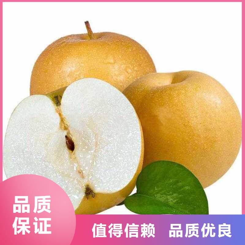 梨山桃苗源厂直销来图定制量大从优