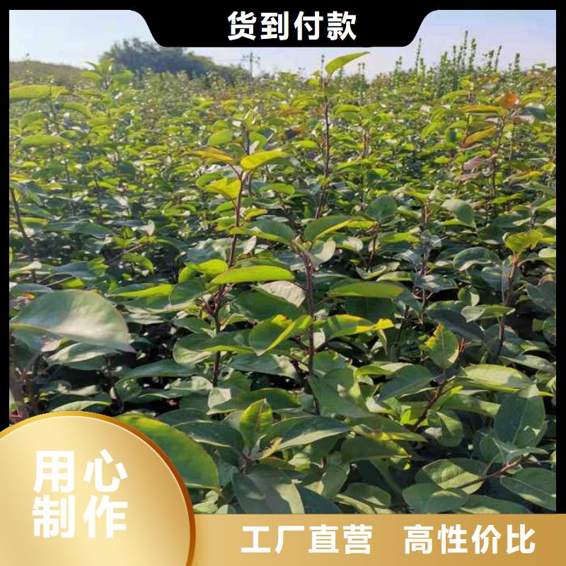 梨,皇冠梨树苗实力优品严选好货