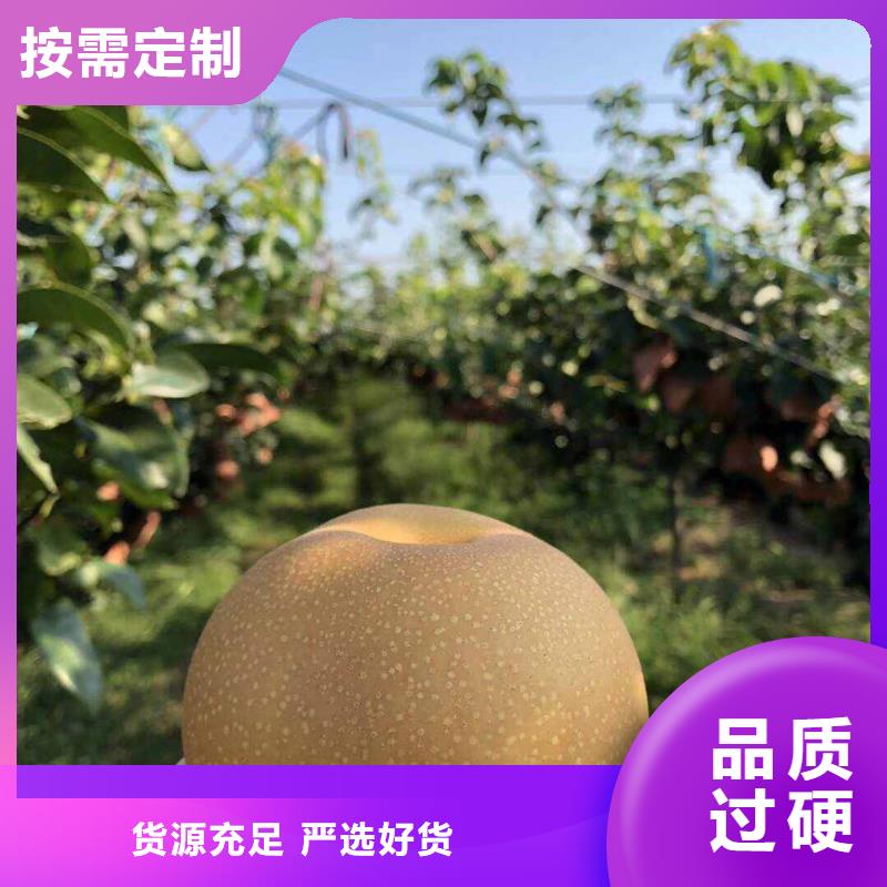 ​梨奥红一号梨苗真材实料诚信经营优良工艺
