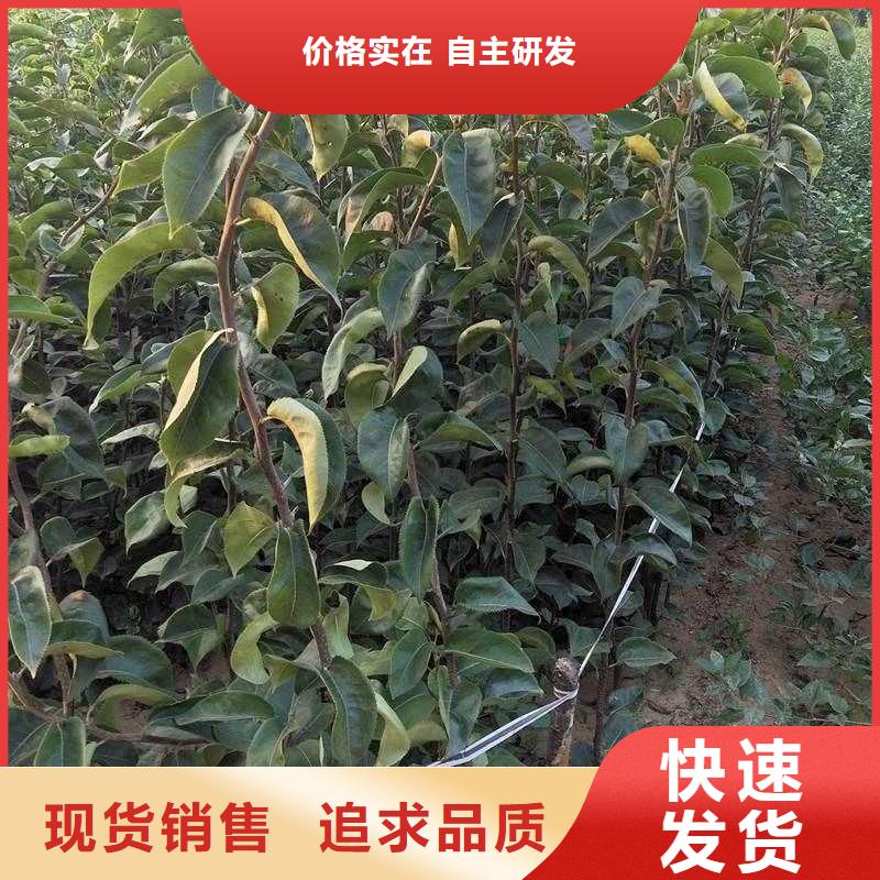 梨秋月梨树苗厂家新品诚信厂家