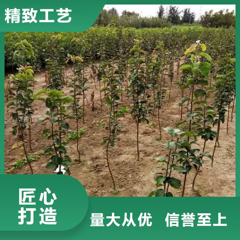 梨杜梨苗诚信经营质量保证多种场景适用
