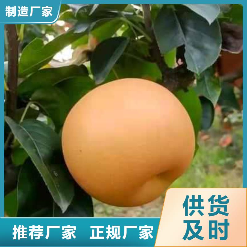 梨【黄冠梨树苗】市场行情厂家工艺先进