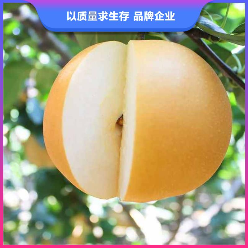 梨皇冠梨树苗销售的是诚信每个细节都严格把关