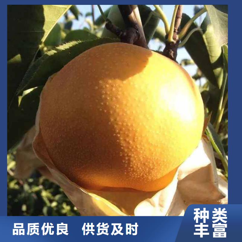 梨瑞蟠101桃树苗使用寿命长久当地货源