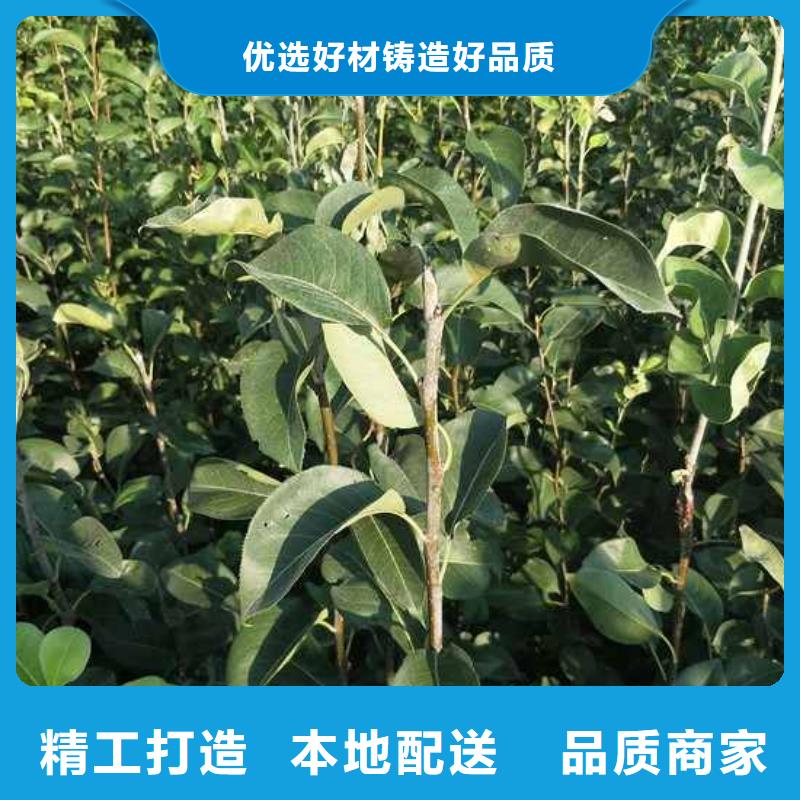 梨毛桃苗24小时下单发货当地经销商