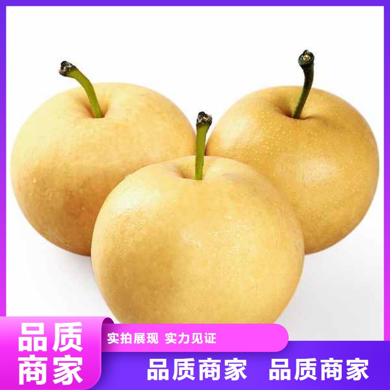 梨新梨7号梨树苗0中间商差价现货直供