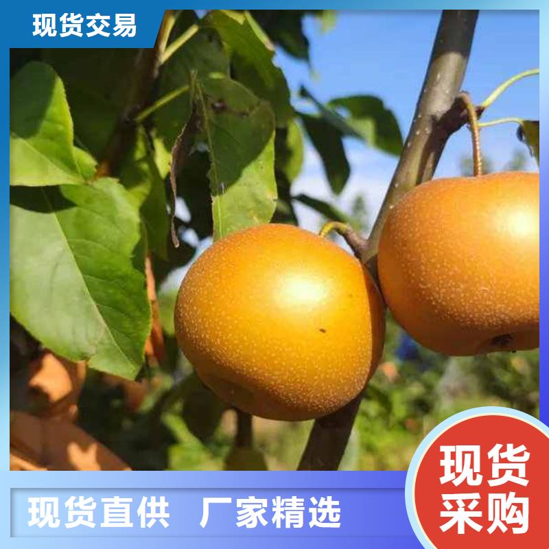 【梨十四号桃树苗厂家货源】品质不将就