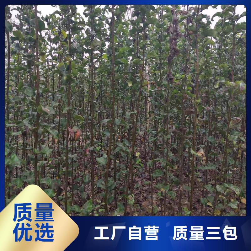 【梨】奥红全红梨树苗经验丰富品质可靠适用范围广