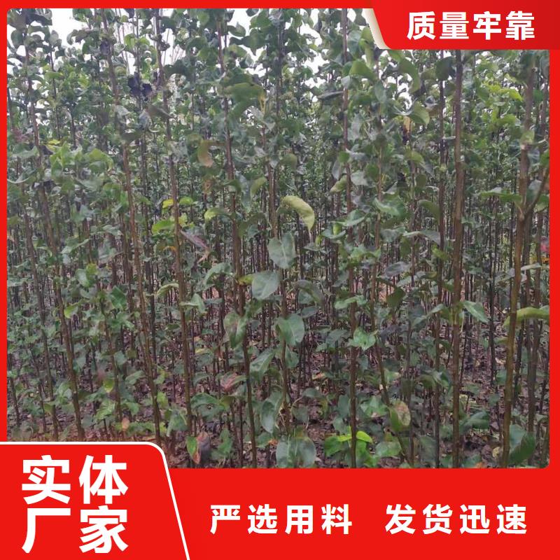 梨奥红全红梨树苗质量三包当地生产厂家