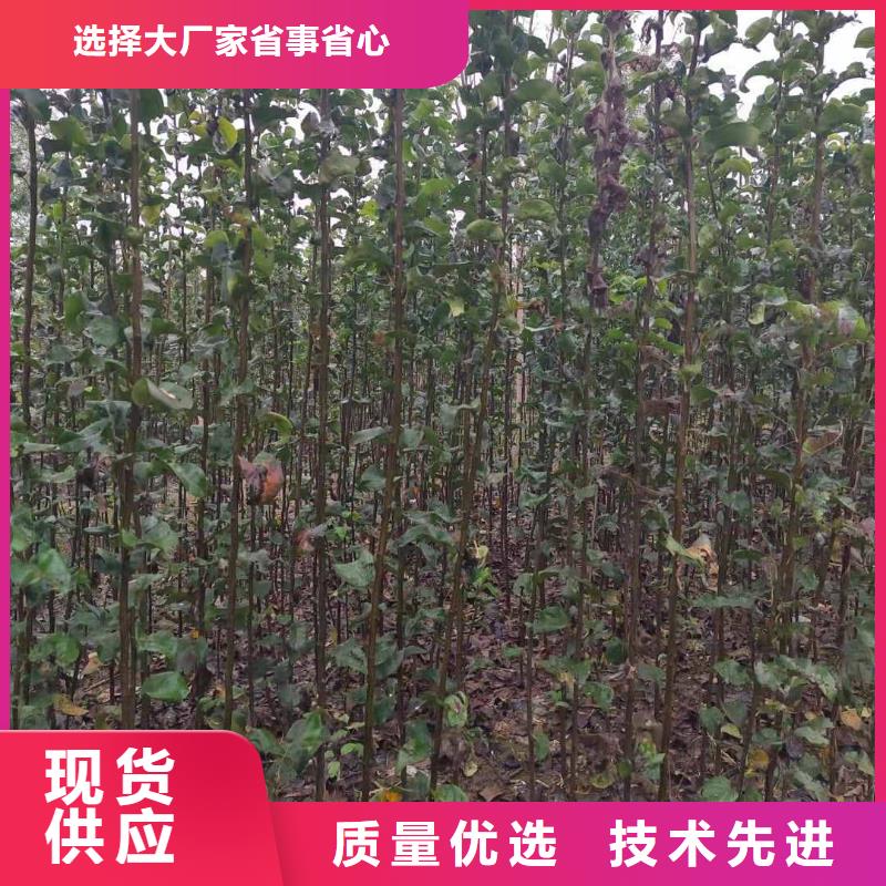 梨,新梨7号梨树苗大品牌值得信赖大厂生产品质